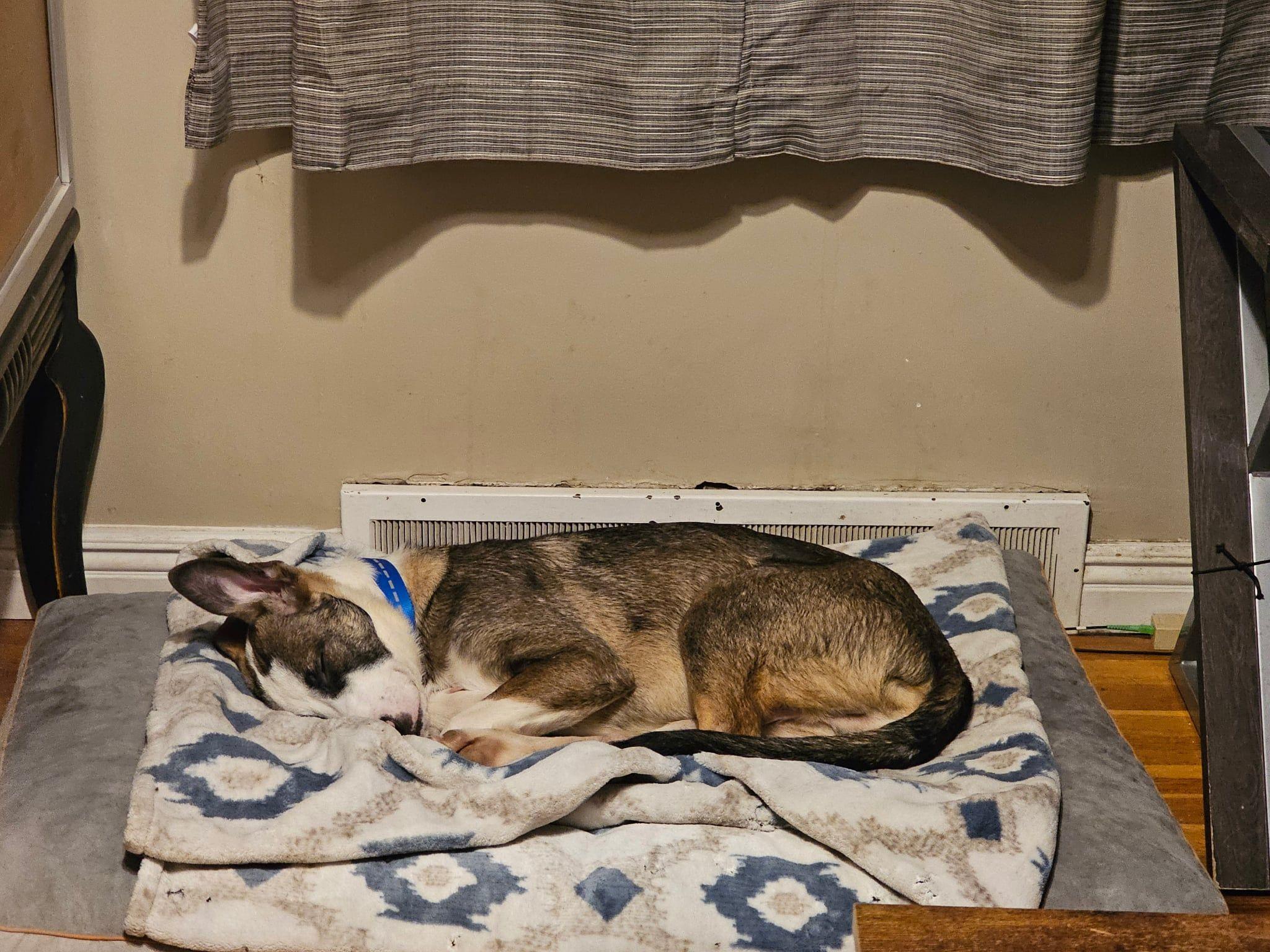 Dexter, an adoptable Shepherd in Grand Island, NE, 68801 | Photo Image 4