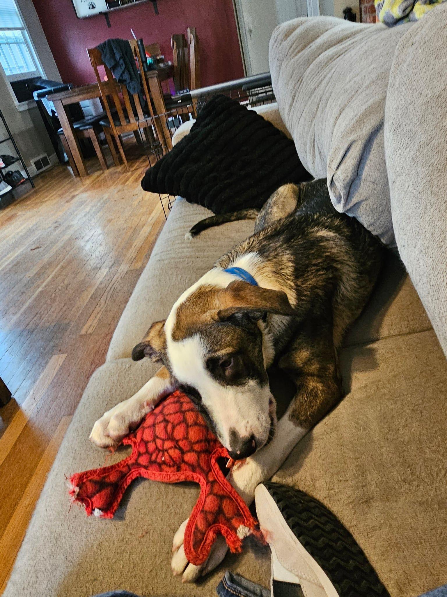 Dexter, a Adoptable mixed breed in Grand Island, NE image 2/5