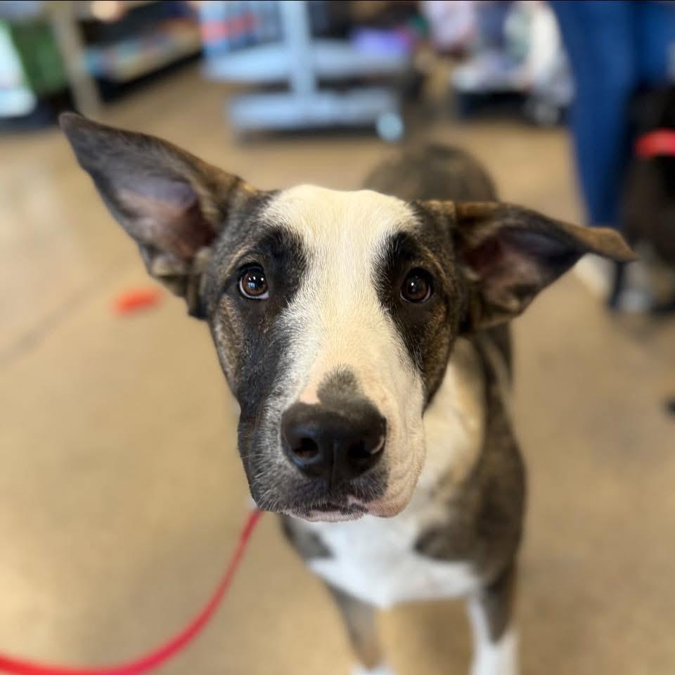 Dexter, a Adoptable mixed breed in Grand Island, NE image 3/5