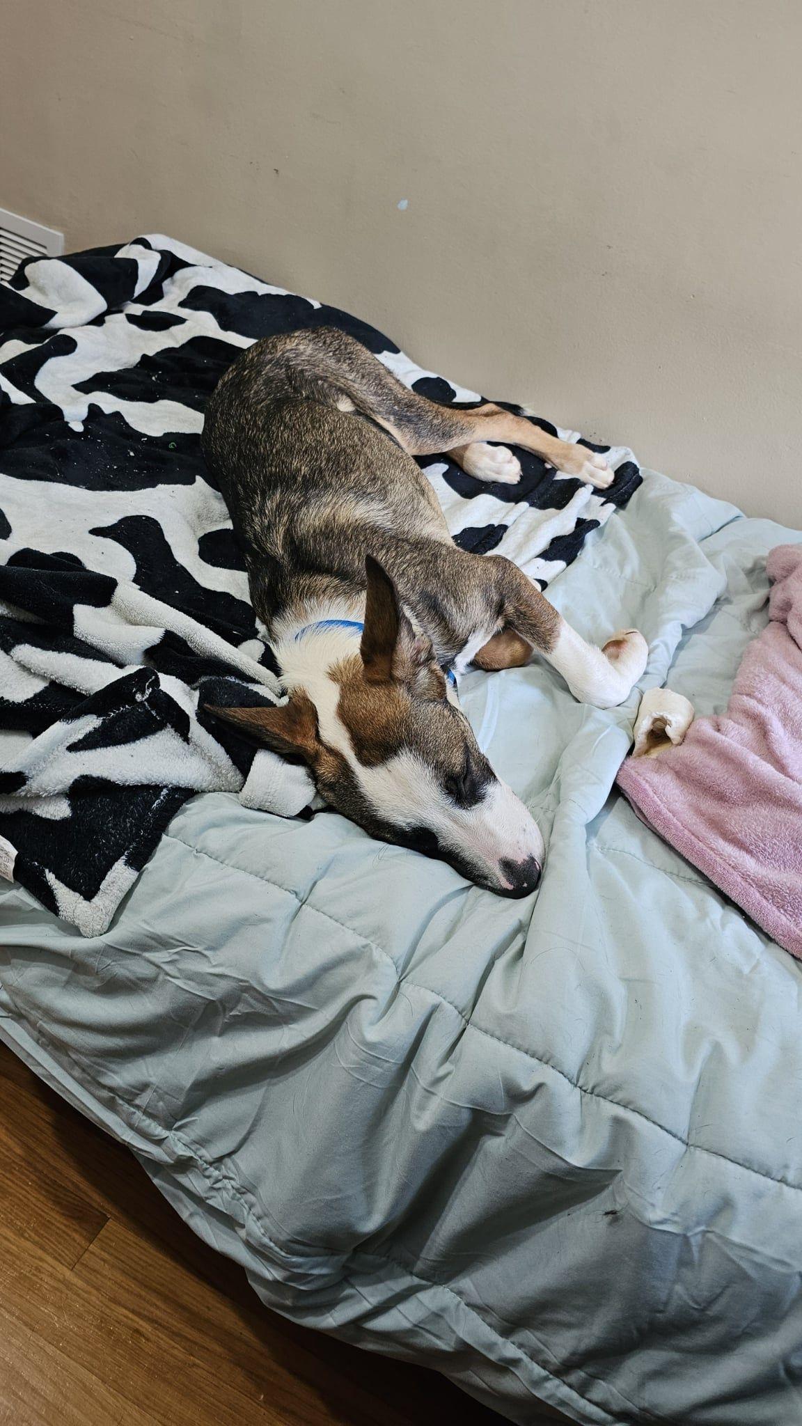 Dexter, a Adoptable mixed breed in Grand Island, NE image 4/5