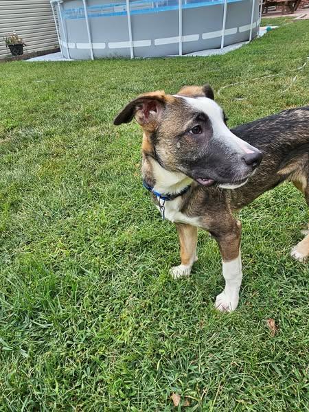 Dexter, a Adoptable mixed breed in Grand Island, NE image 5/5