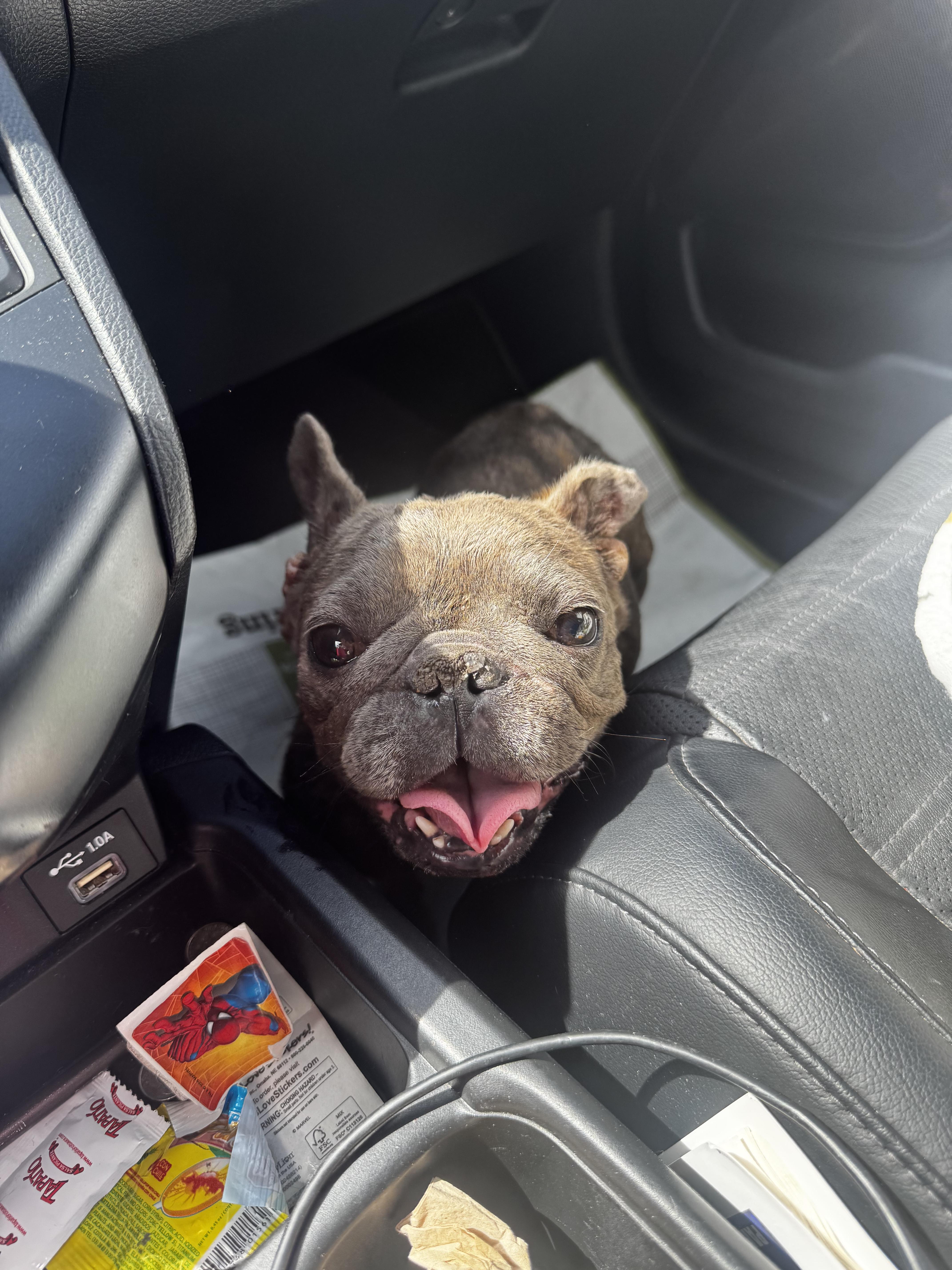 Jenny, a ADOPTABLE French Bulldog in modesto, CA image 2/2