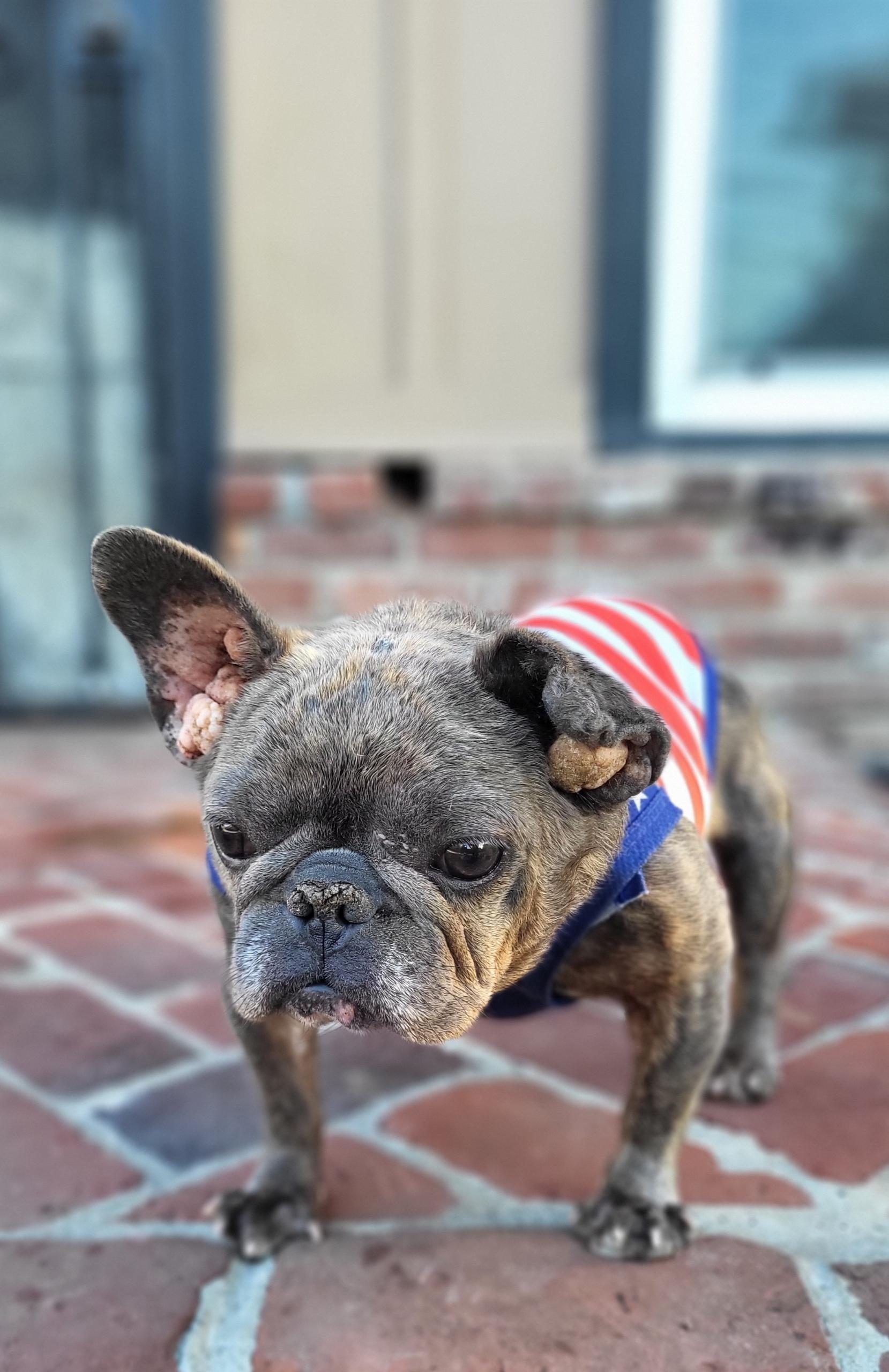 Jenny, a ADOPTABLE French Bulldog in modesto, CA image 1/2