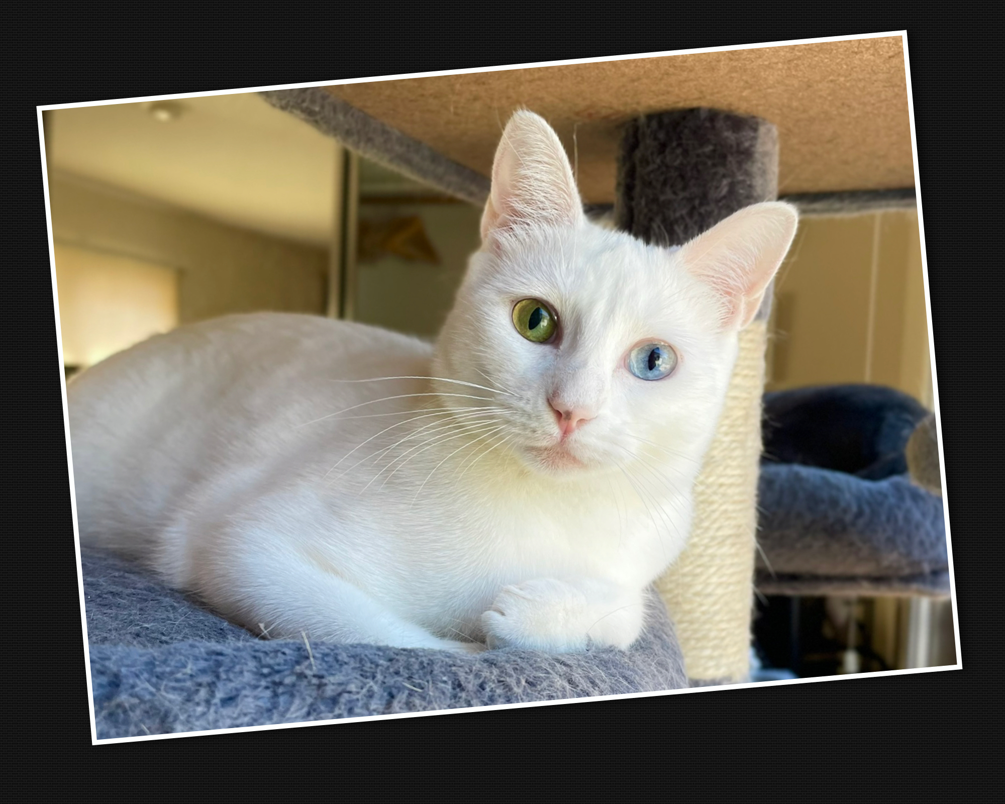 Enlarge Lily, an adopted American Shorthair in Union City, CA image 1/5