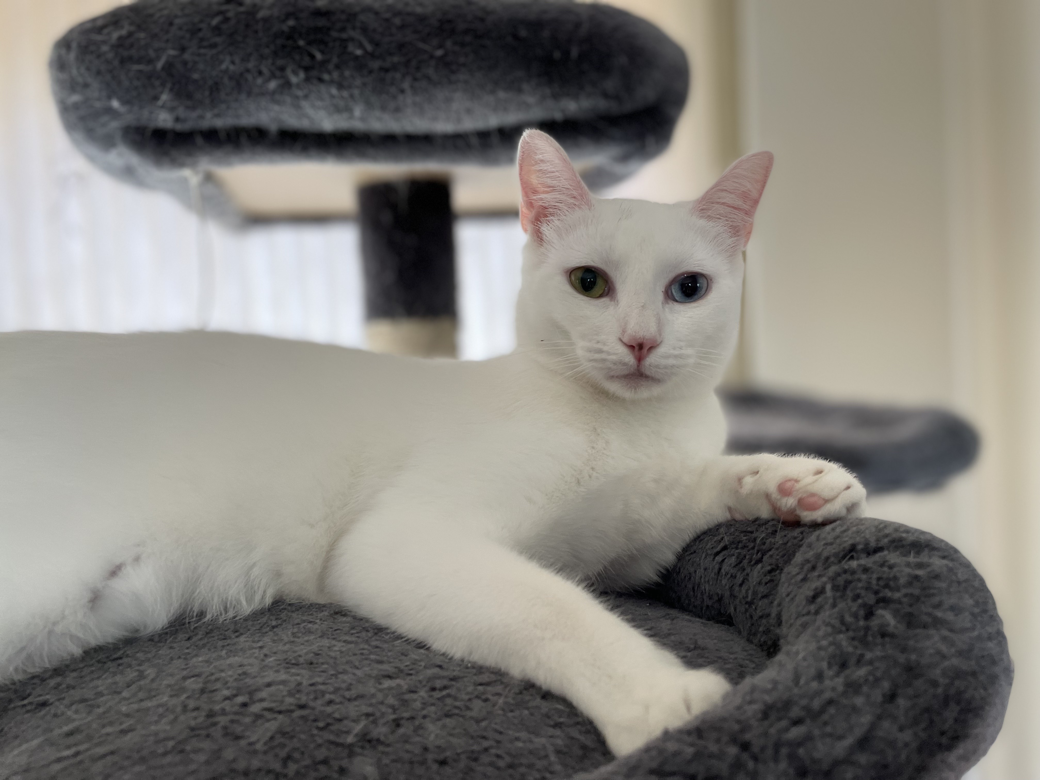 Enlarge Lily, an adopted American Shorthair in Union City, CA image 2/5