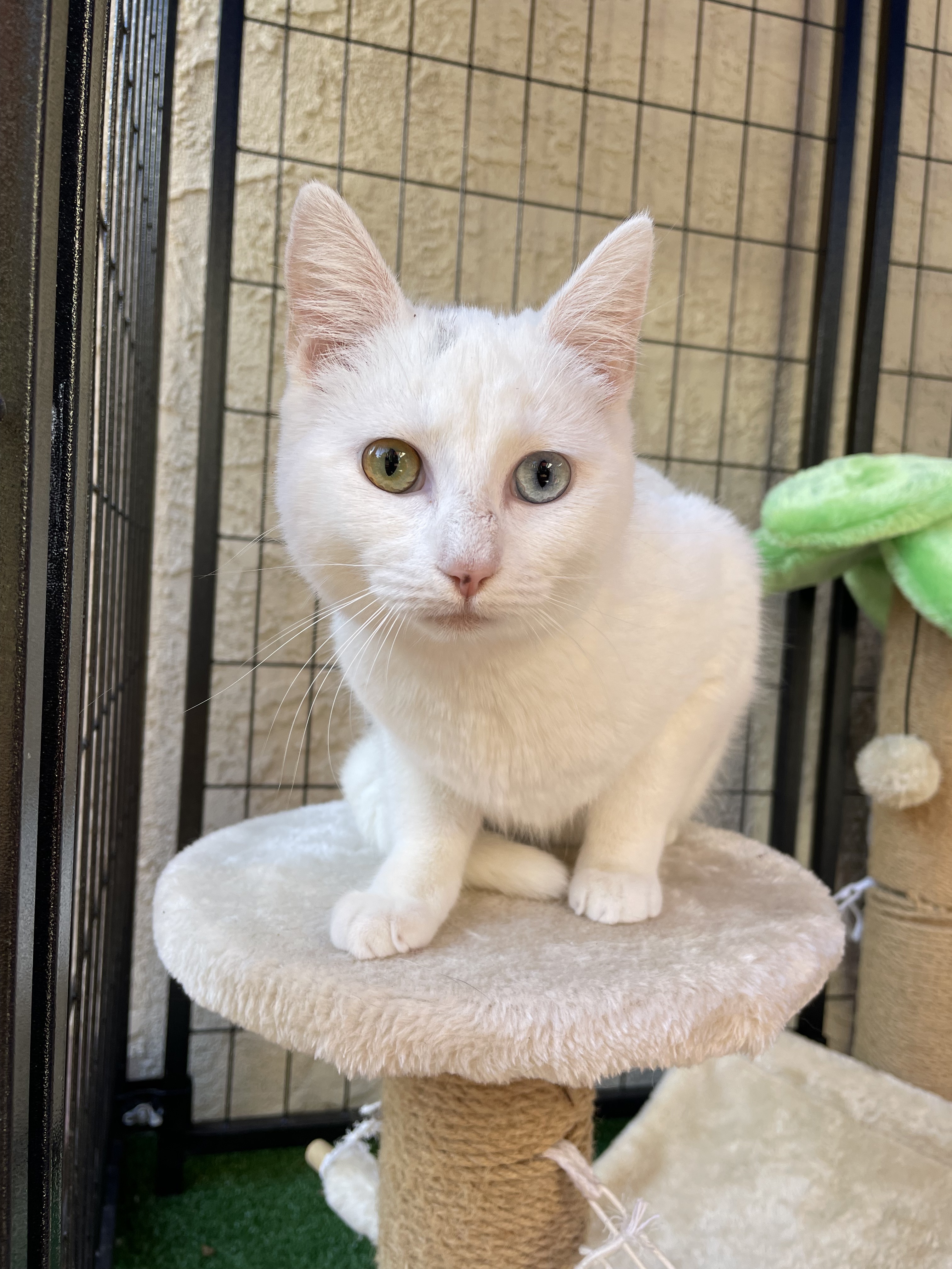 Enlarge Lily, an adopted American Shorthair in Union City, CA image 3/5