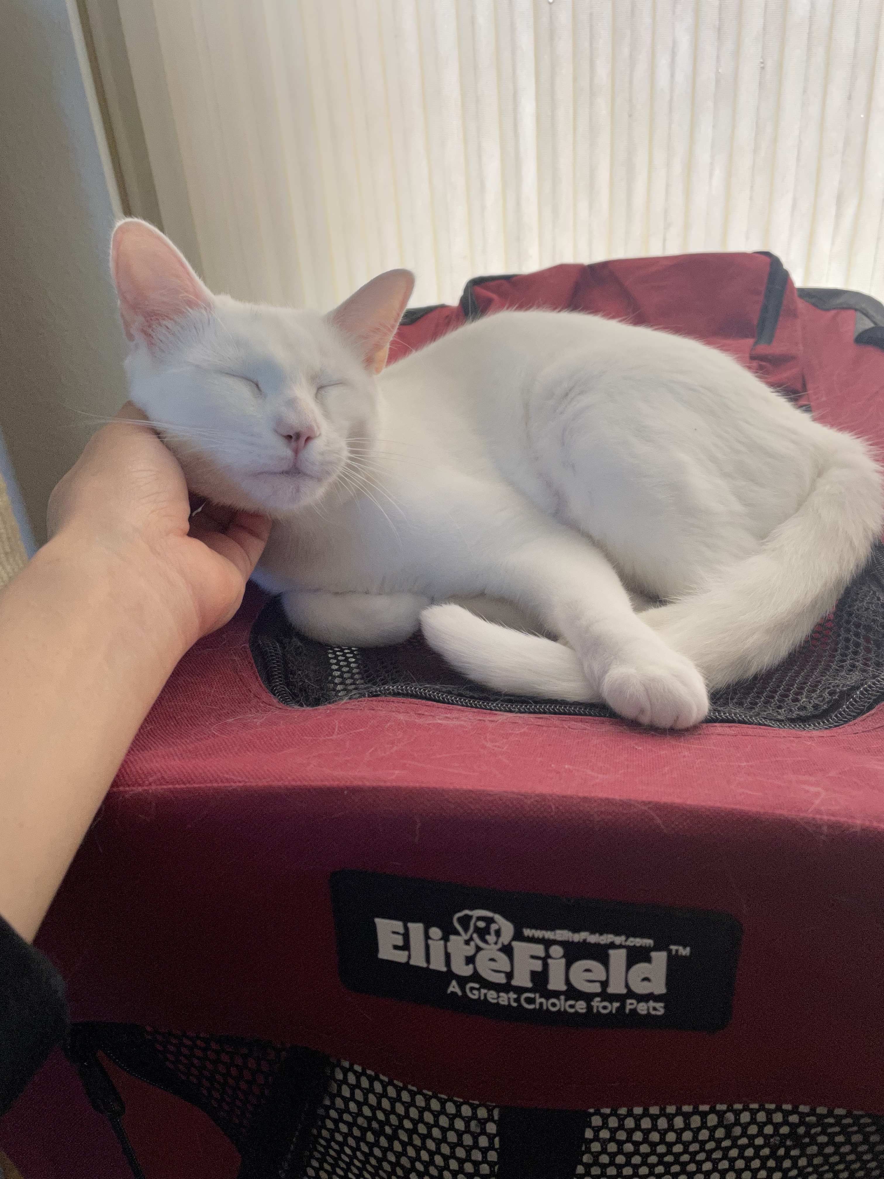 Enlarge Lily, an adopted American Shorthair in Union City, CA image 4/5