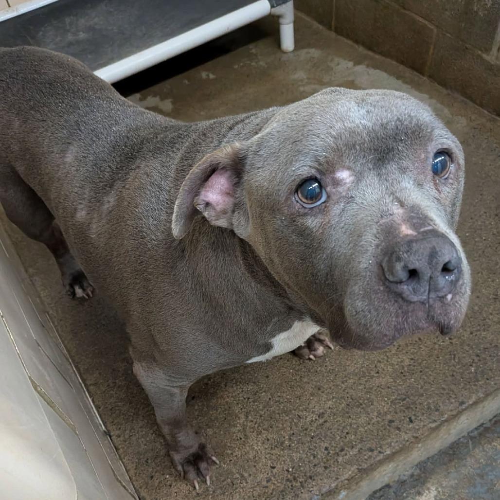 Lacy Mae, Adoptable, Senior Female Pit Bull Terrier.