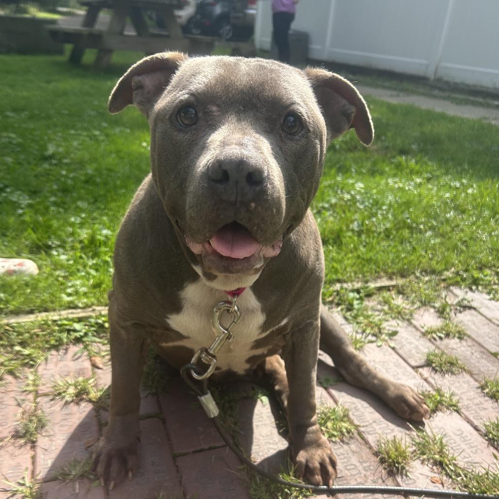 Enlarge Lacy Mae, a Adoptable Pit Bull Terrier in Greenville, PA image 2/4