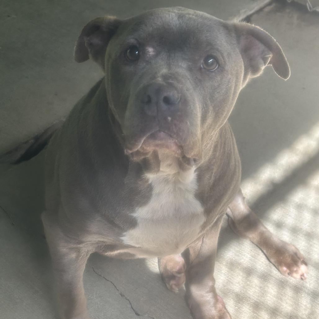 Enlarge Lacy Mae, a Adoptable Pit Bull Terrier in Greenville, PA image 3/4