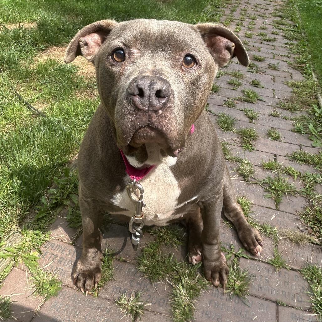 Enlarge Lacy Mae, a Adoptable Pit Bull Terrier in Greenville, PA image 4/4