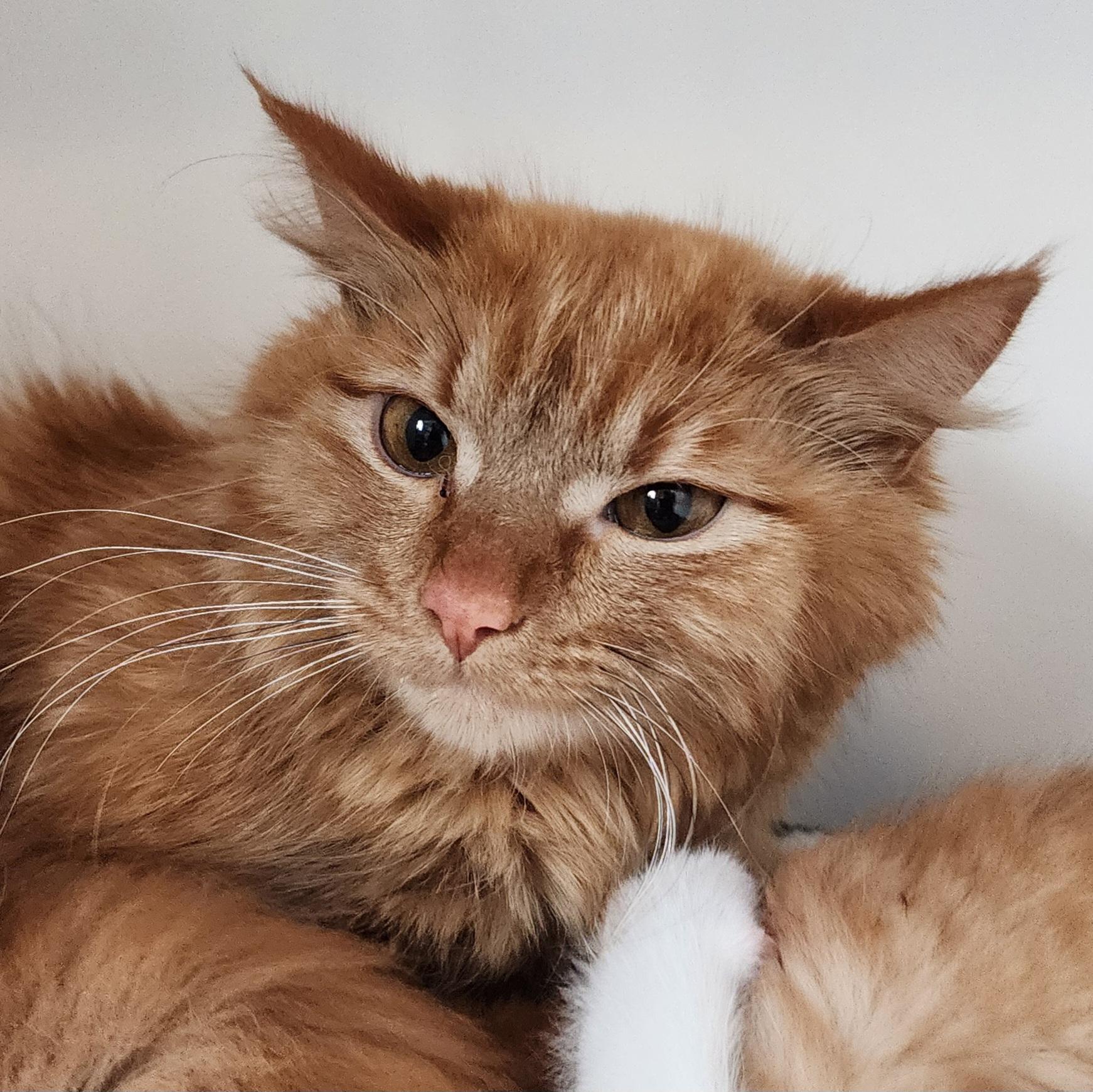 Enlarge Mrs. Baker, an adopted Domestic Medium Hair in Ely, MN image 1/1