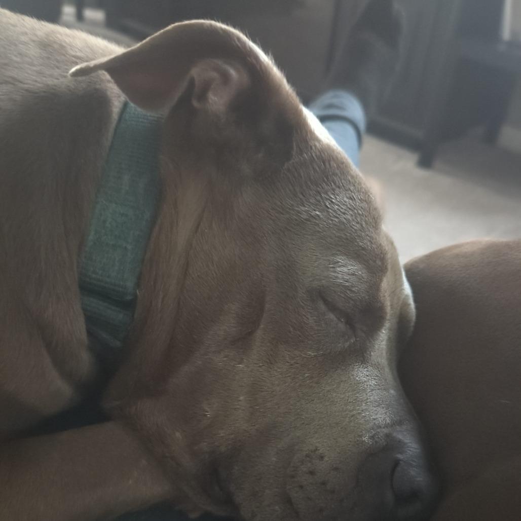 McGyver, Adoptable, Senior Male Pit Bull Terrier.