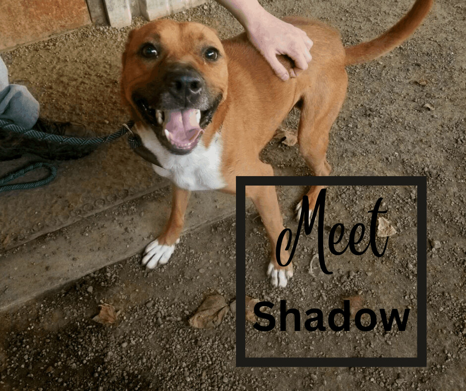 Shadow, Adoptable, Young Male Shepherd & Pit Bull Terrier.