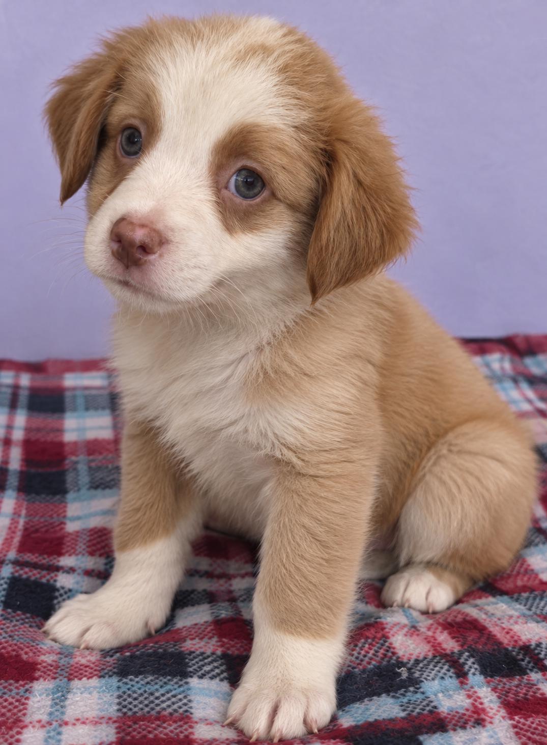Baxter - The Velcro Pup photo