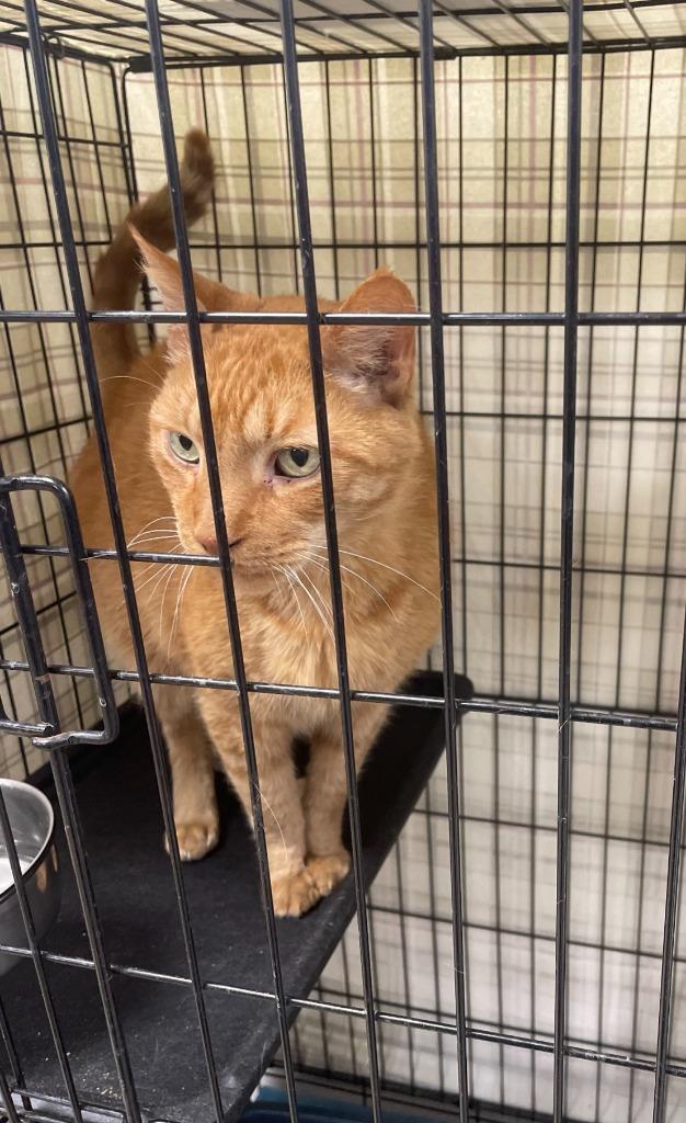 Miles, Adoptable, Senior Male Domestic Short Hair.