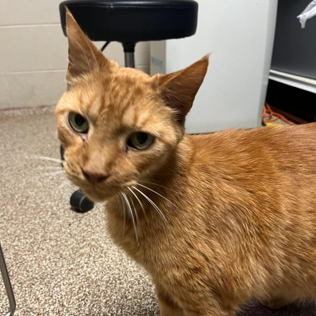 Enlarge Miles, a Adoptable mixed breed in Maryville, TN image 2/3