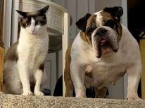 Enlarge 27153473 Kiwi, a ADOPTABLE Siamese in Lees Summit, MO image 2/3