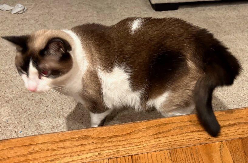 Enlarge 27153473 Kiwi, a ADOPTABLE Siamese in Lees Summit, MO image 3/3