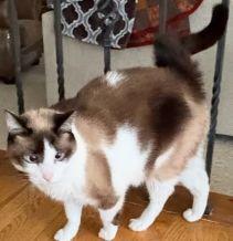 Enlarge 27153473 Kiwi, a ADOPTABLE Siamese in Lees Summit, MO image 1/3