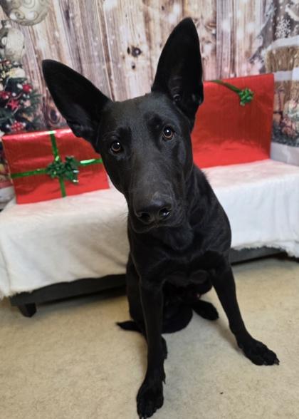 Enlarge Highway, a Adoptable mixed breed in Cedar Hill, TX image 1/2