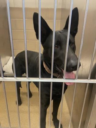 Enlarge Highway, a Adoptable mixed breed in Cedar Hill, TX image 2/2