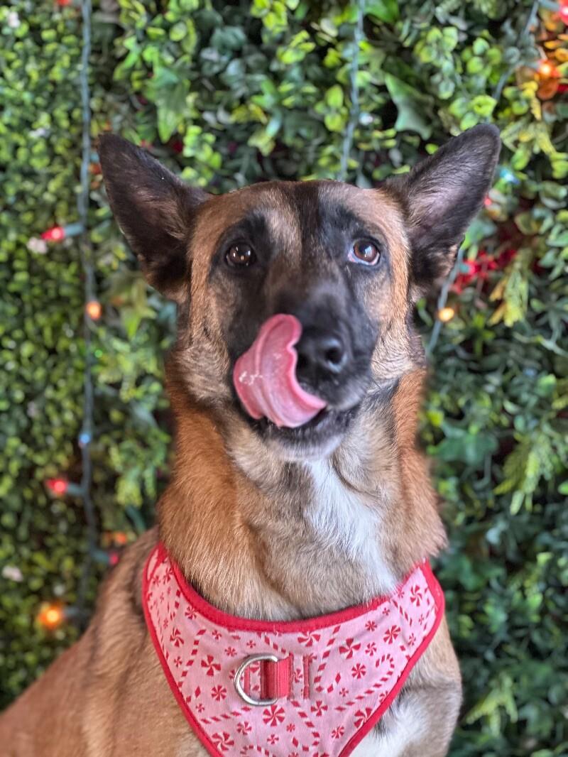 Enlarge Silver-One of our Amazing Rescue Dogs, a Adoptable mixed breed in San Marcos, CA image 1/1