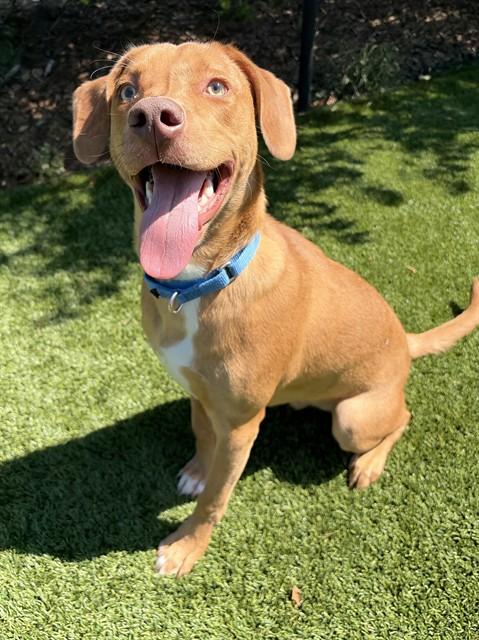 Enlarge SIMON, a Adoptable mixed breed in Statesville, NC image 1/1