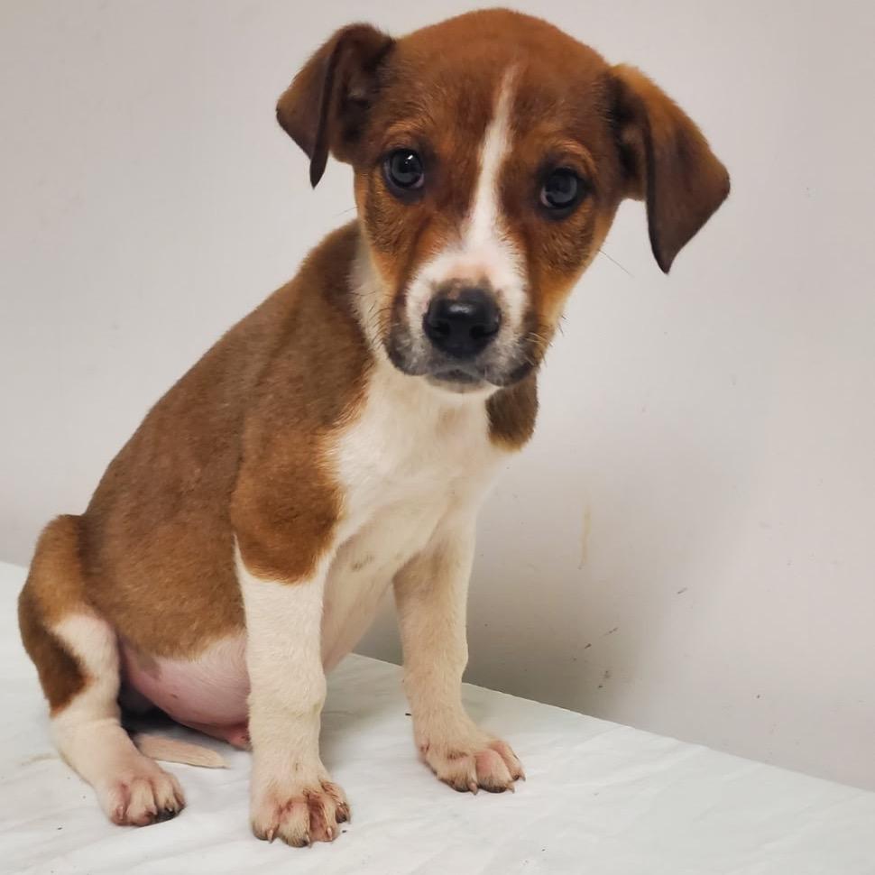 Buck, ADOPTABLE, Young Male Mixed Breed.