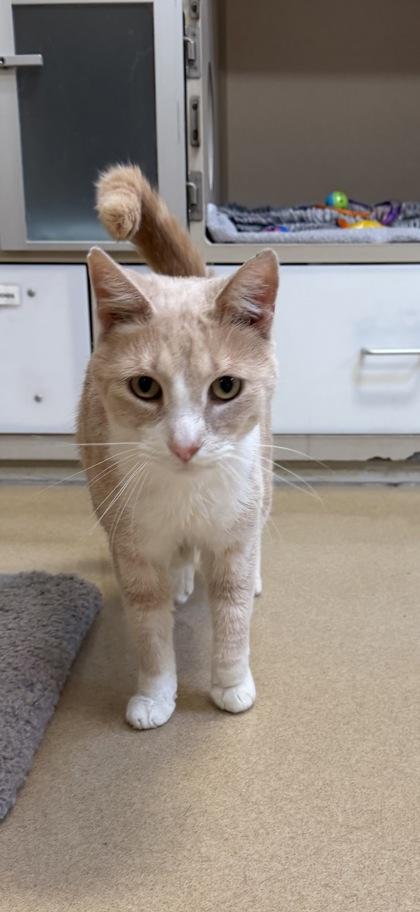 Lloyd, Adoptable, Adult Male Domestic Short Hair & Domestic Short Hair.