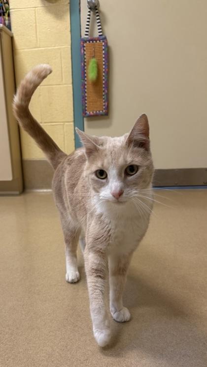 Enlarge Lloyd, a Adoptable mixed breed in New Hope, PA image 2/2