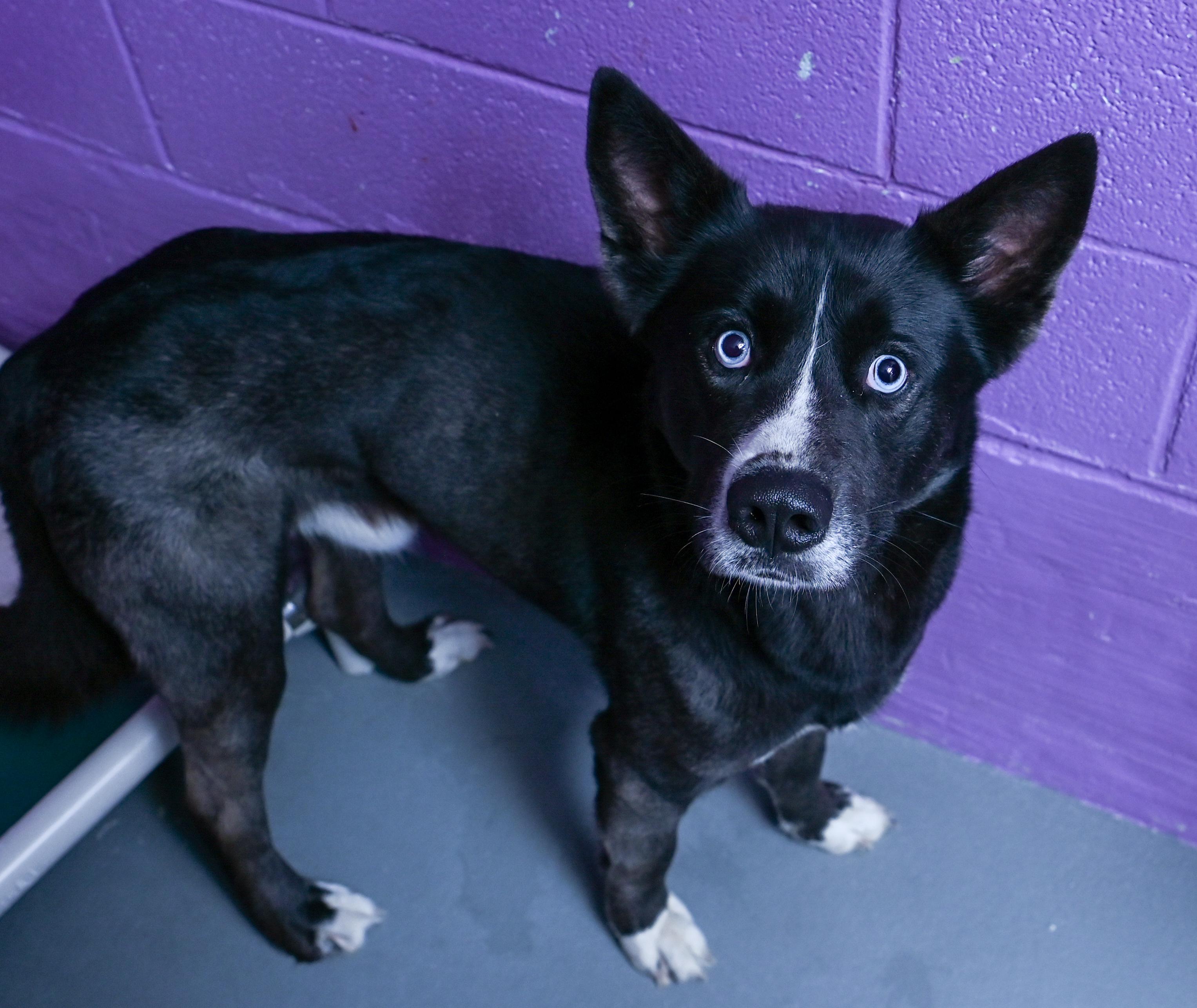 Enlarge Maxx, a ADOPTABLE mixed breed in Chattanooga, TN image 3/4