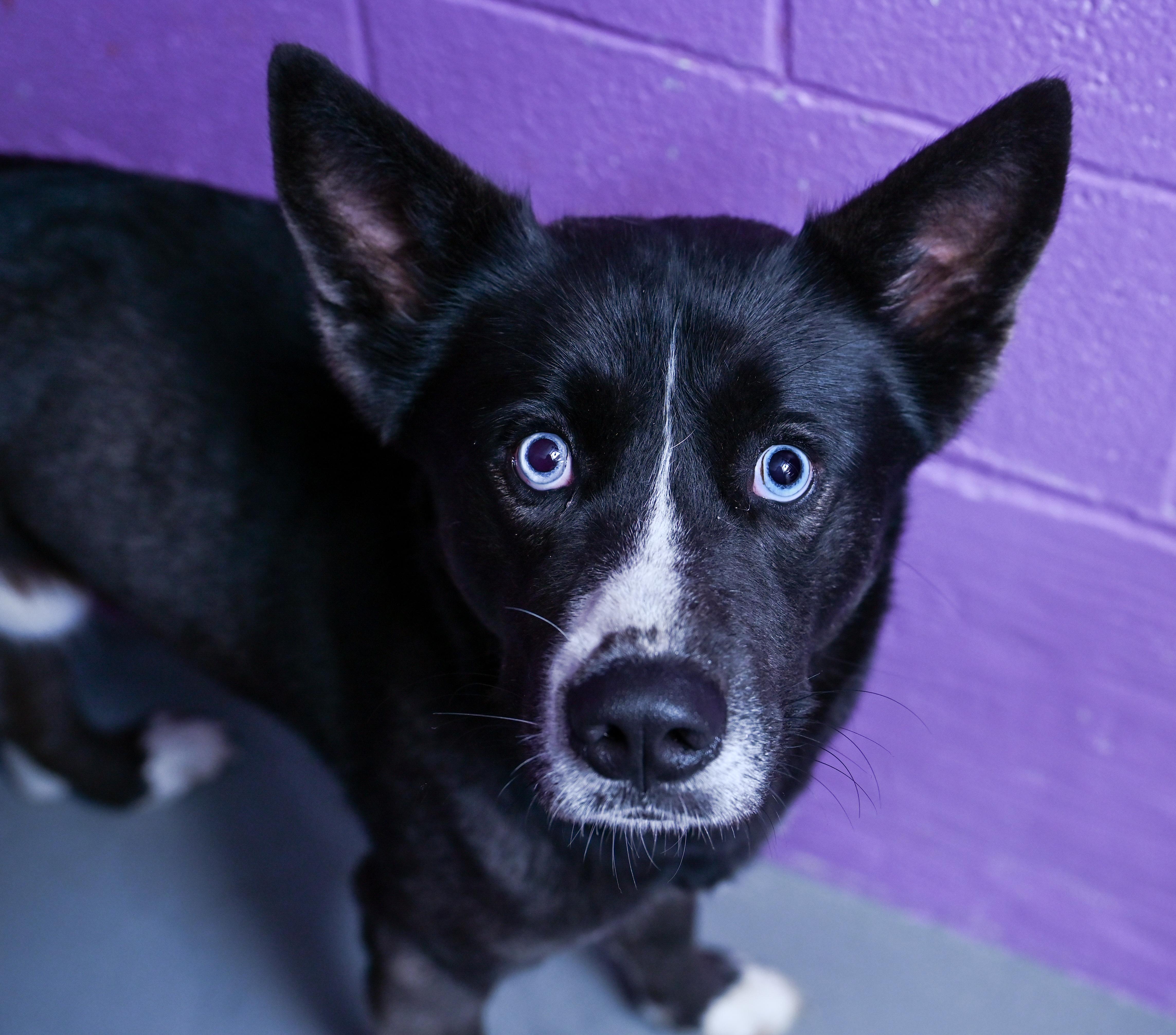 Enlarge Maxx, a ADOPTABLE mixed breed in Chattanooga, TN image 4/4