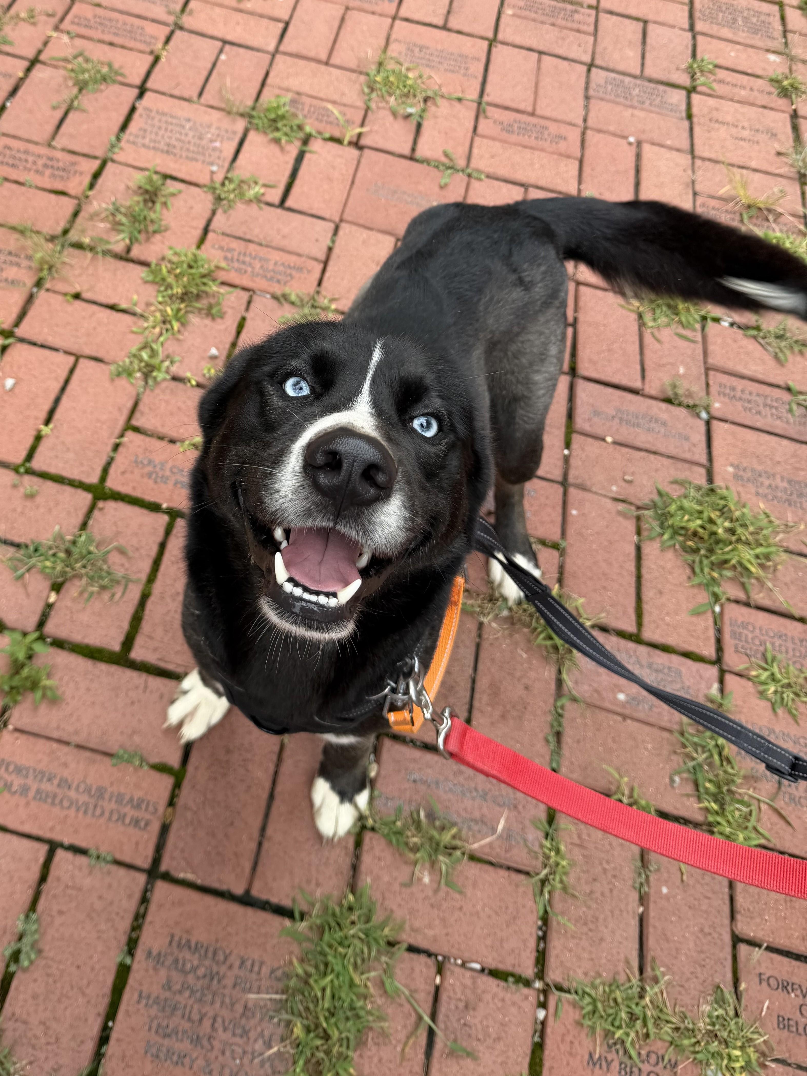 Enlarge Maxx, a Adoptable mixed breed in Chattanooga, TN image 2/6