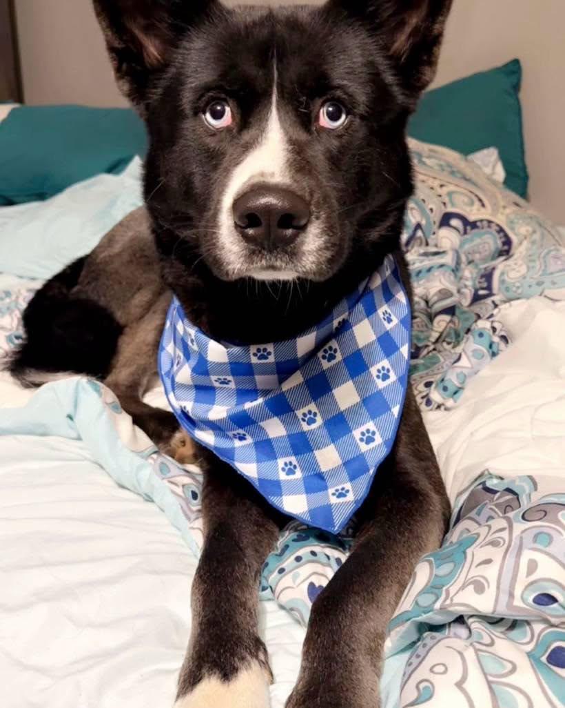 Enlarge Maxx, a Adoptable mixed breed in Chattanooga, TN image 1/6