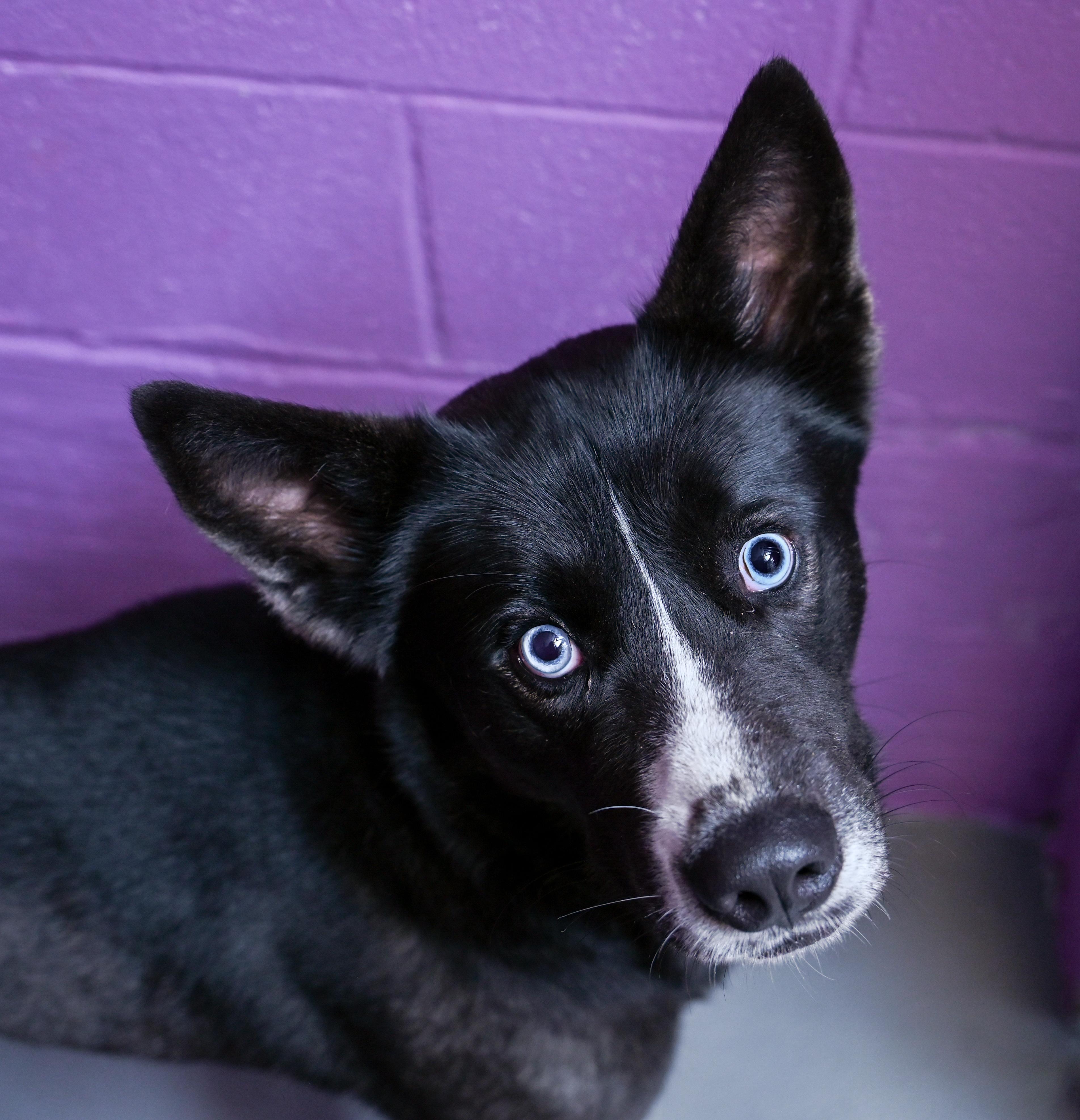 Enlarge Maxx, a ADOPTABLE mixed breed in Chattanooga, TN image 1/4