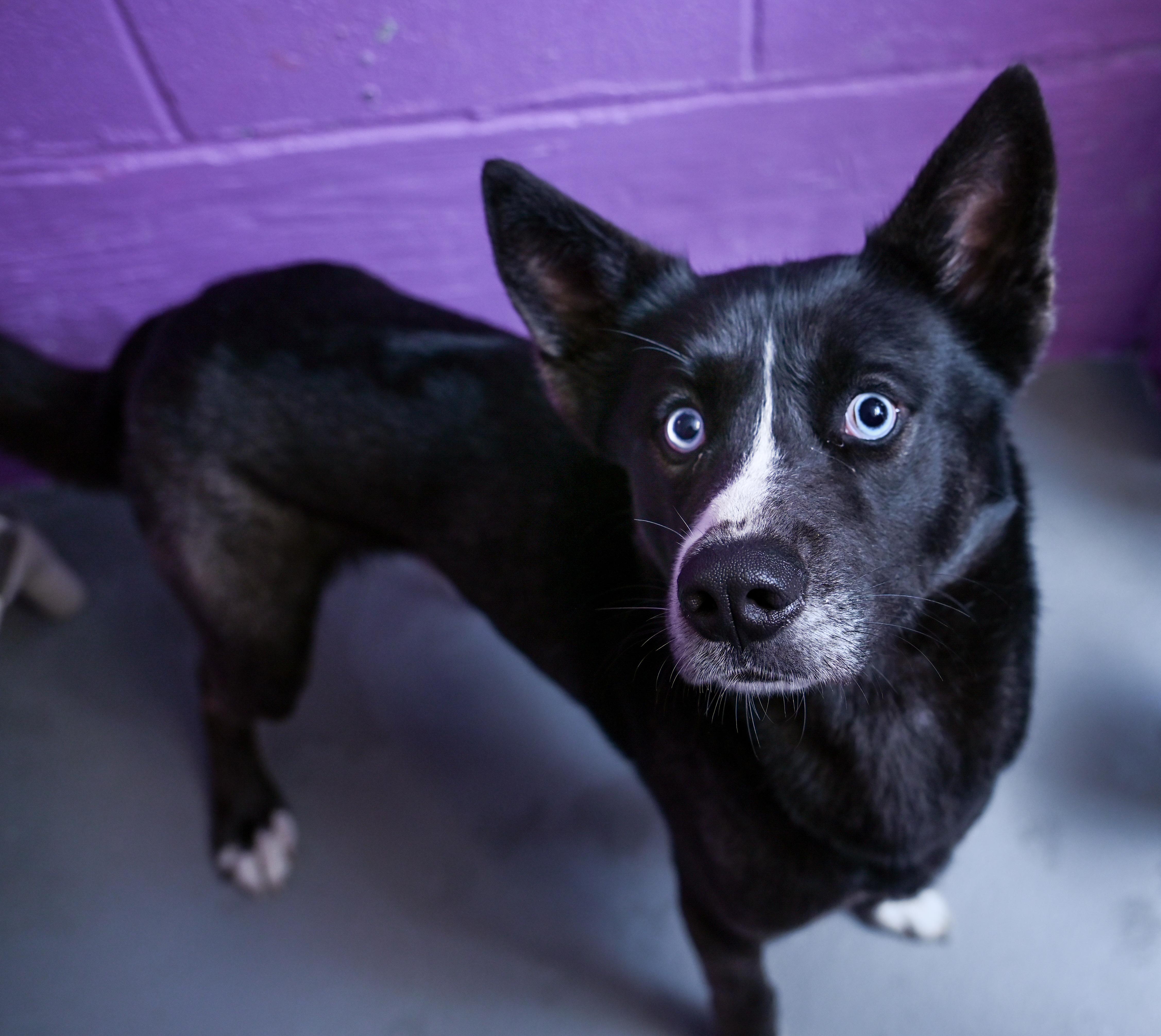 Enlarge Maxx, a ADOPTABLE mixed breed in Chattanooga, TN image 2/4