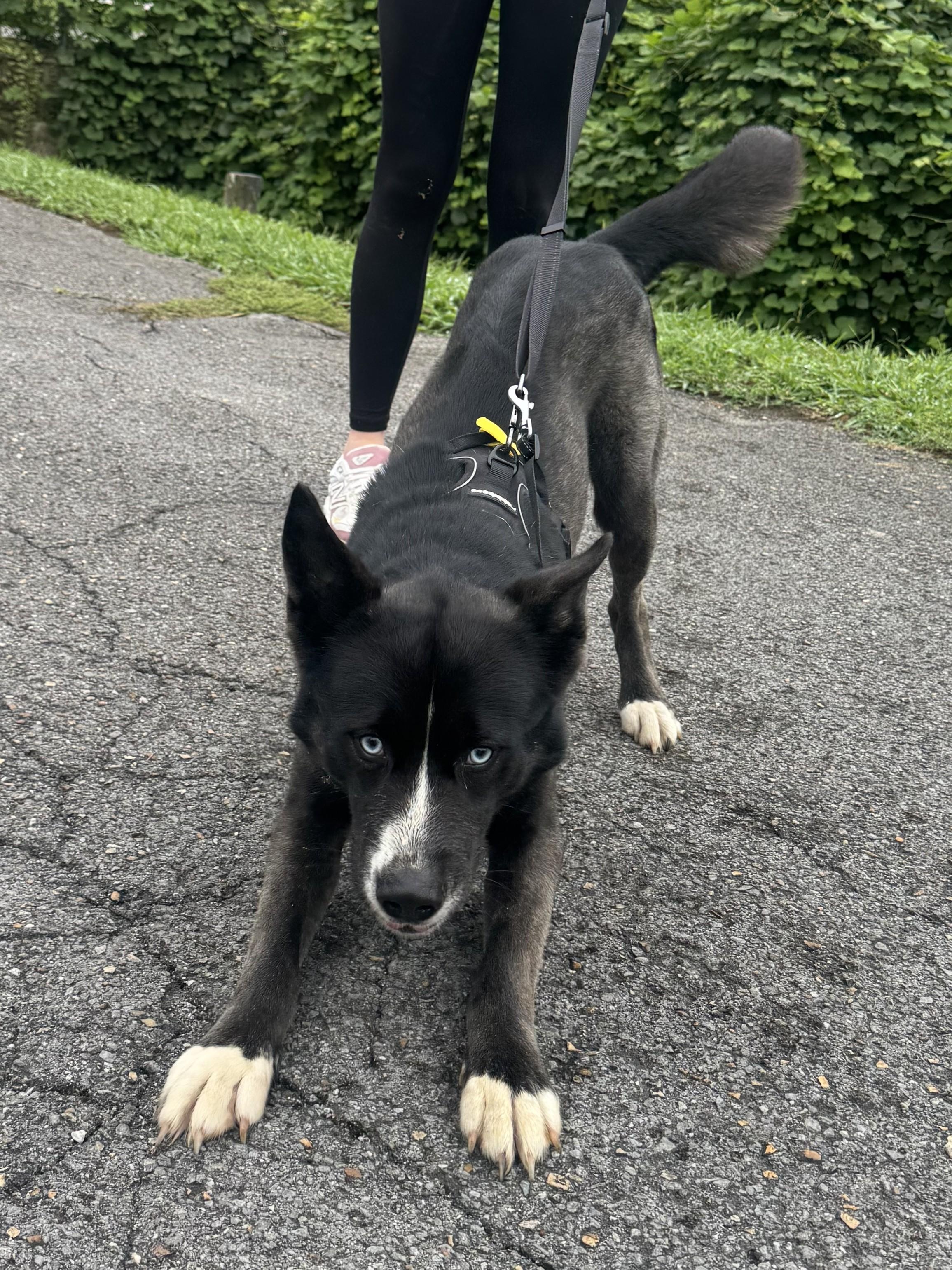 Enlarge Maxx, a Adoptable mixed breed in Chattanooga, TN image 4/6