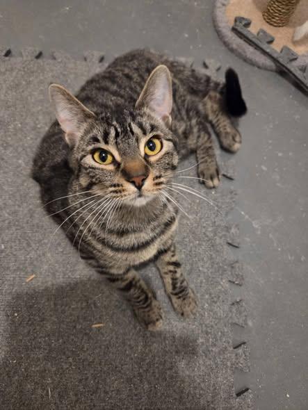 Penelope, a ADOPTABLE Domestic Short Hair in Spencerville, ON image 5/6
