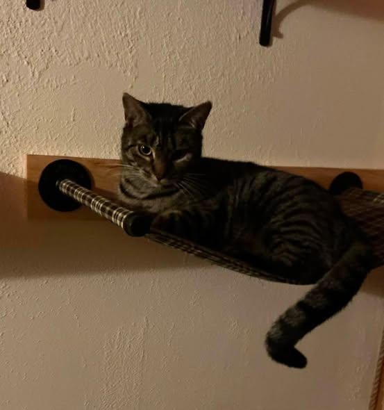 Penelope, ADOPTABLE, Adult Female Domestic Short Hair.