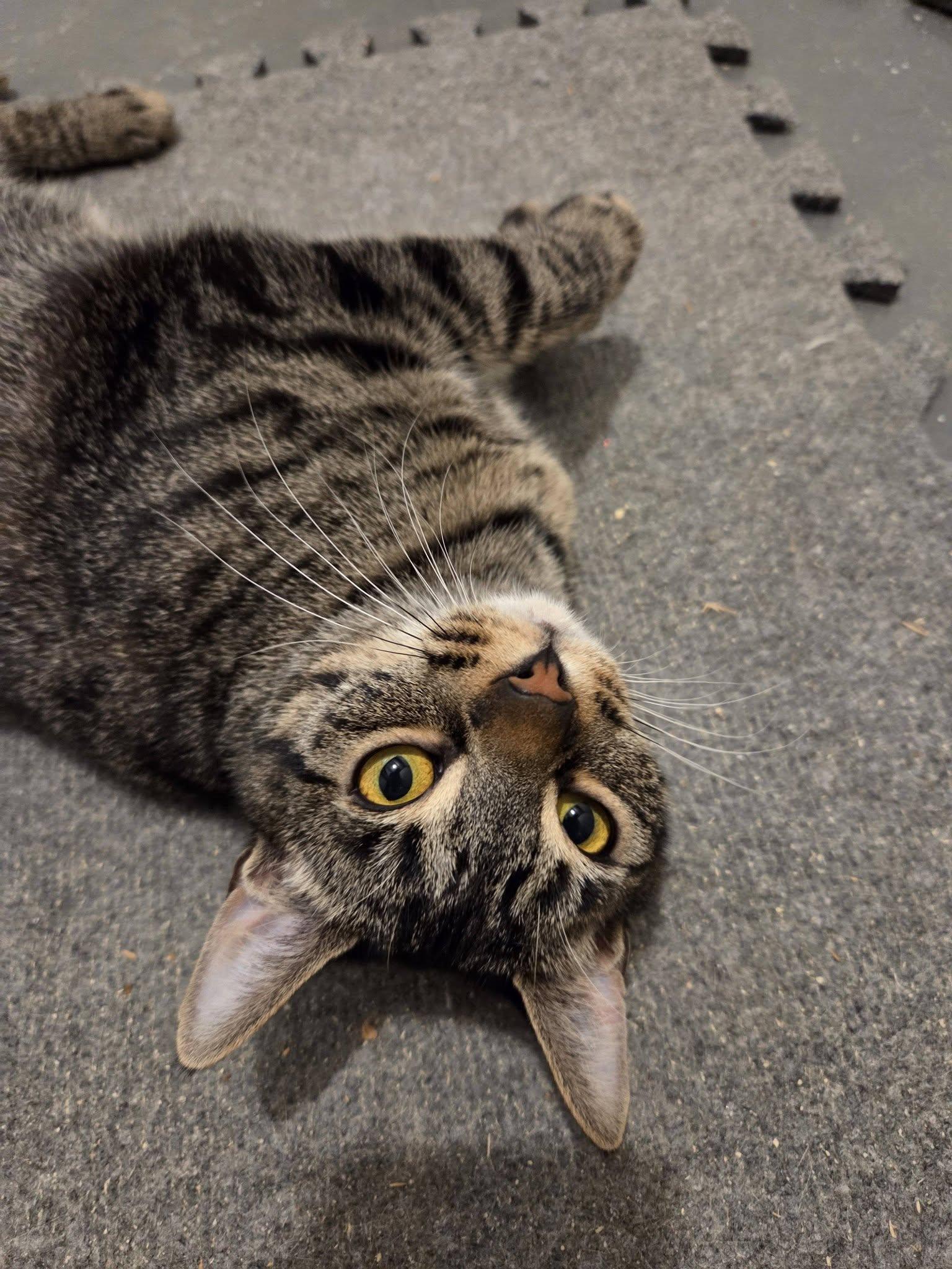 Penelope, a ADOPTABLE Domestic Short Hair in Spencerville, ON image 4/6