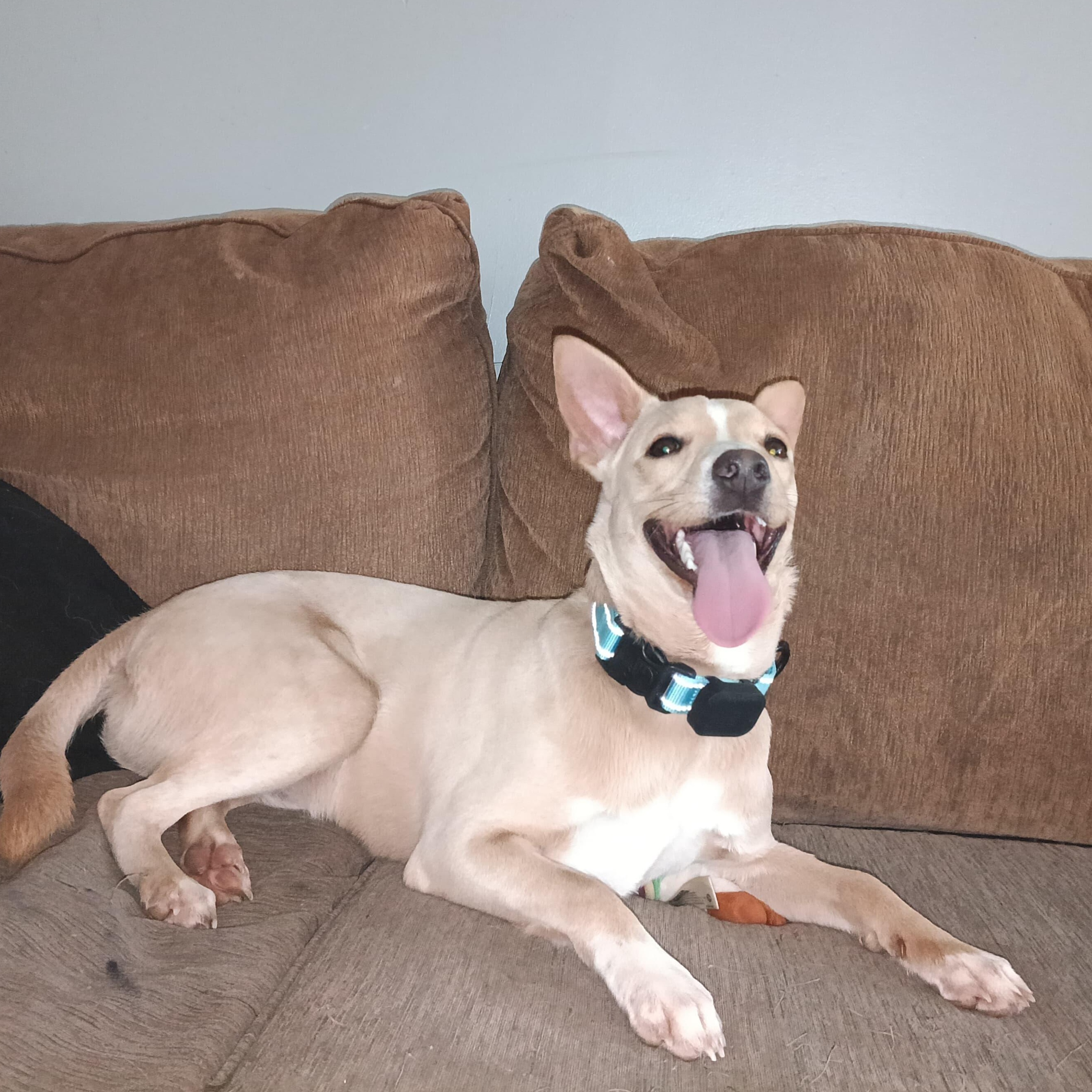 Enlarge Quesito, a Adoptable mixed breed in Baltimore, MD image 6/6