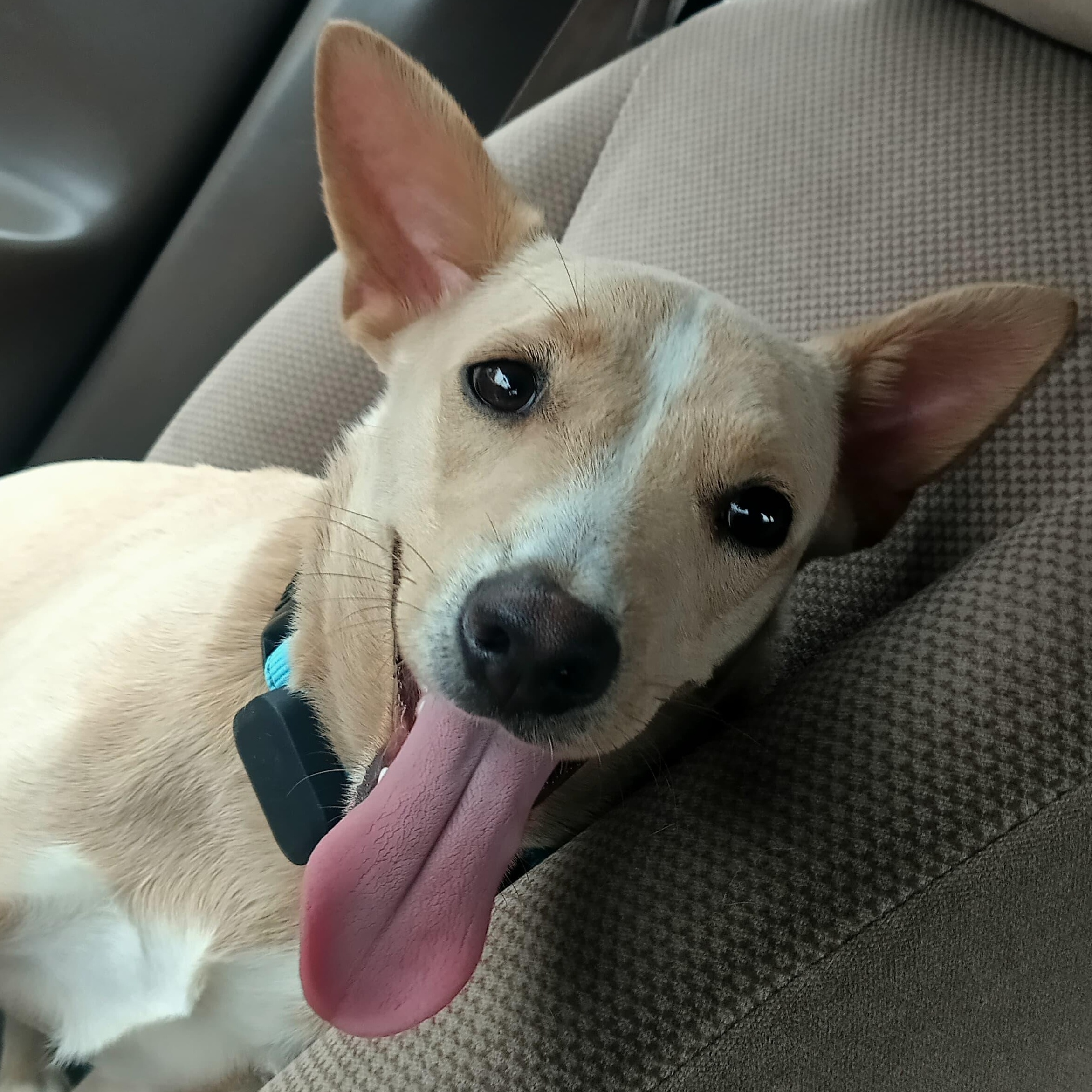 Quesito, Adoptable, Puppy Male Terrier.