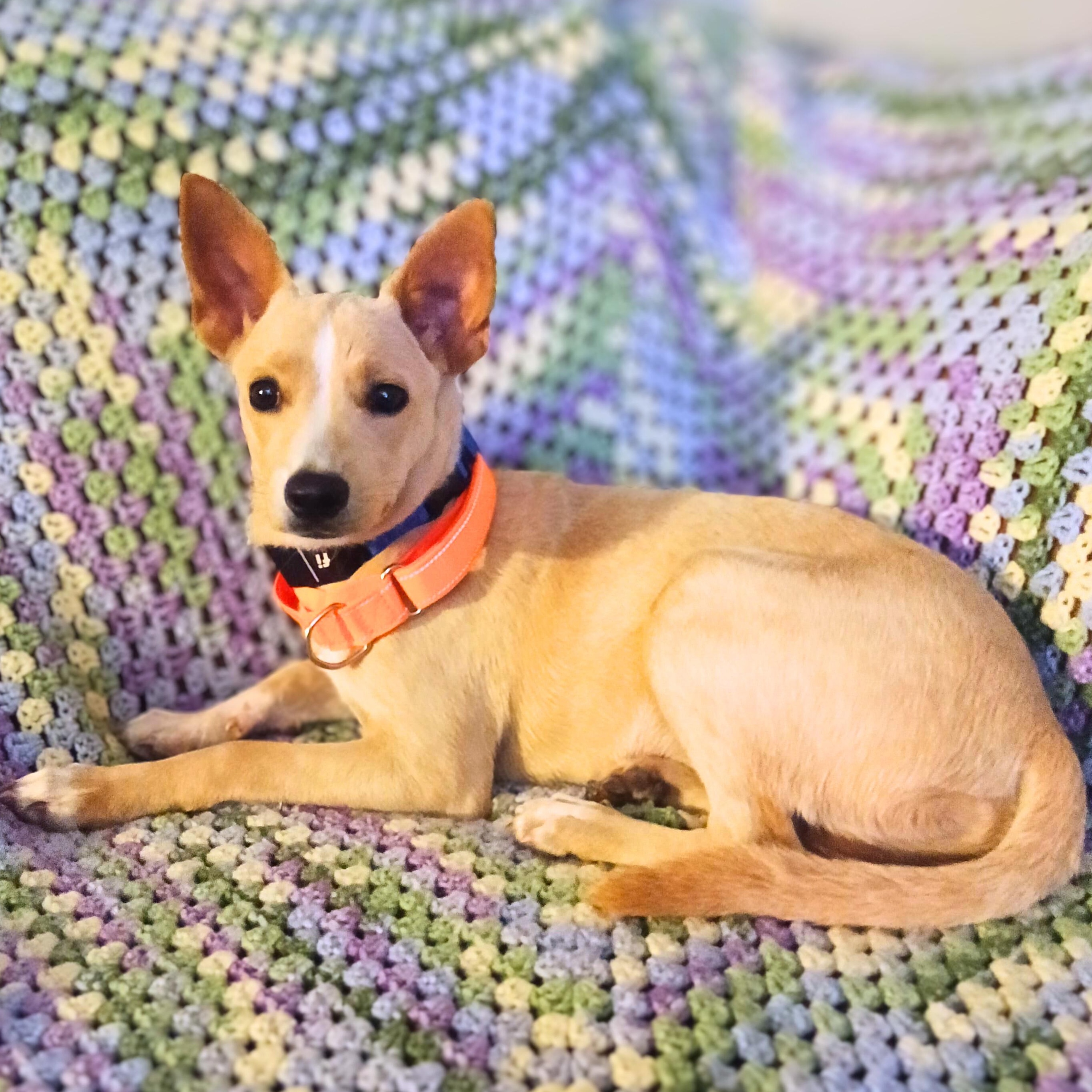 Enlarge Quesito, a Adoptable mixed breed in Baltimore, MD image 5/6