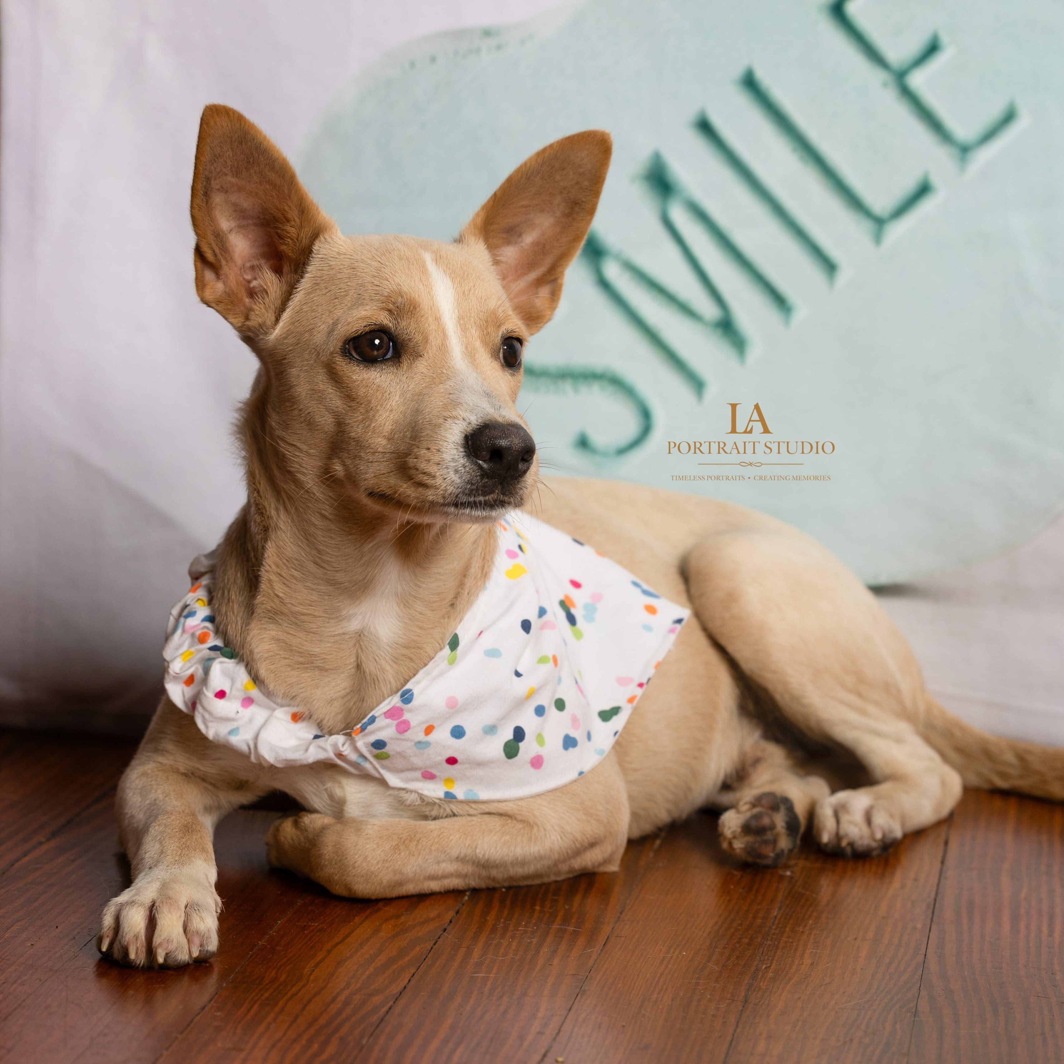 Enlarge Quesito, a Adoptable mixed breed in Baltimore, MD image 2/6