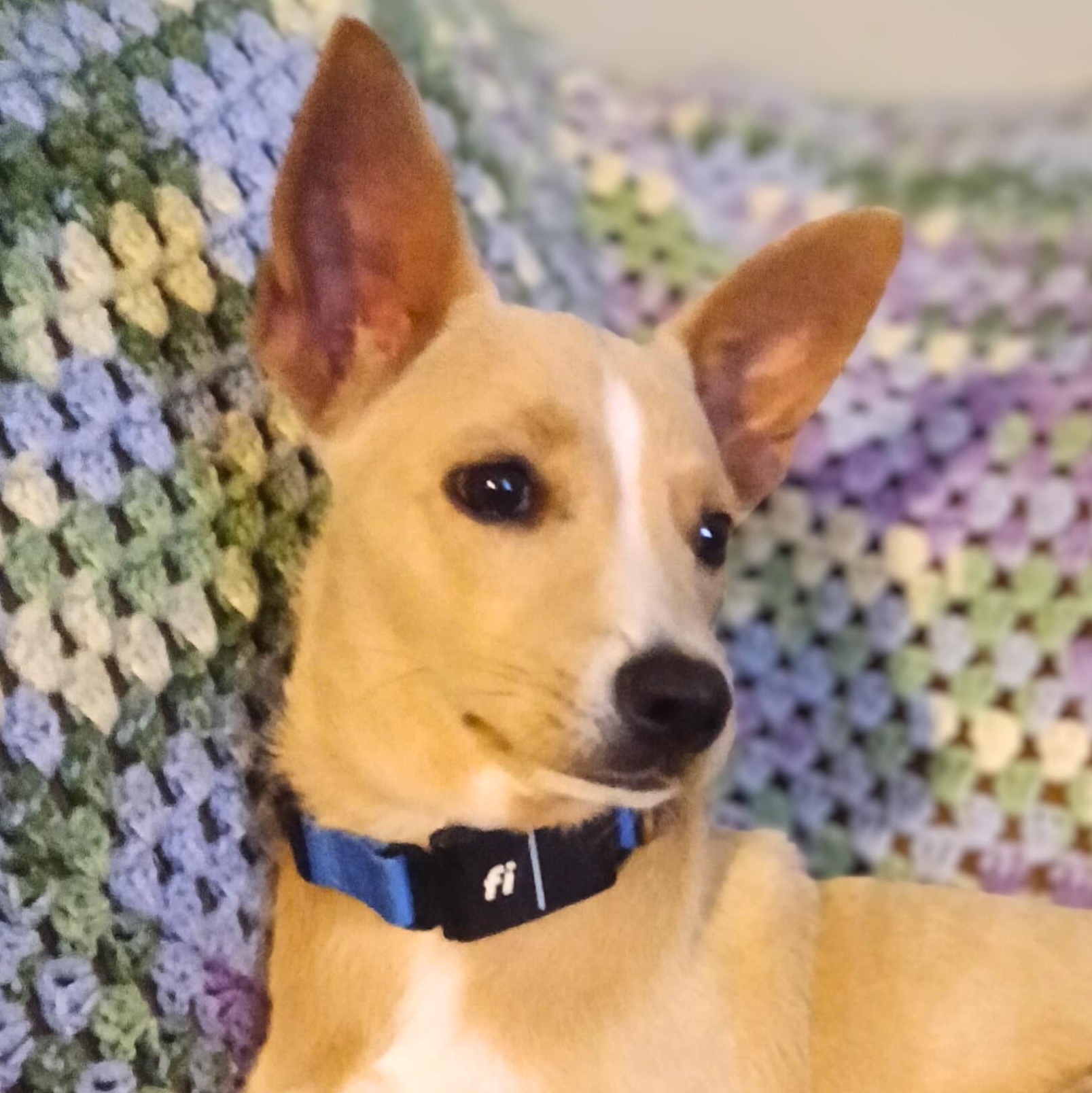 Enlarge Quesito, a Adoptable mixed breed in Baltimore, MD image 3/6