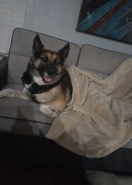 BROWNIE FOSTER, Adoptable, Adult Male Shepherd & Mixed Breed.