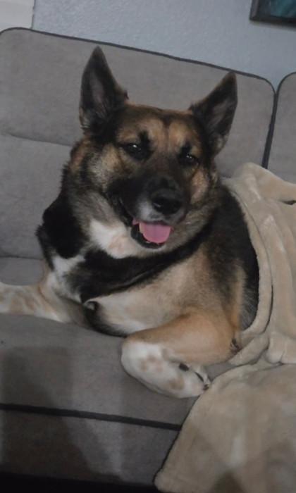 Enlarge BROWNIE FOSTER, a Adoptable mixed breed in Houston, TX image 2/3