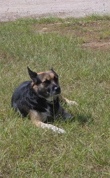 Enlarge BROWNIE FOSTER, a Adoptable mixed breed in Houston, TX image 3/3