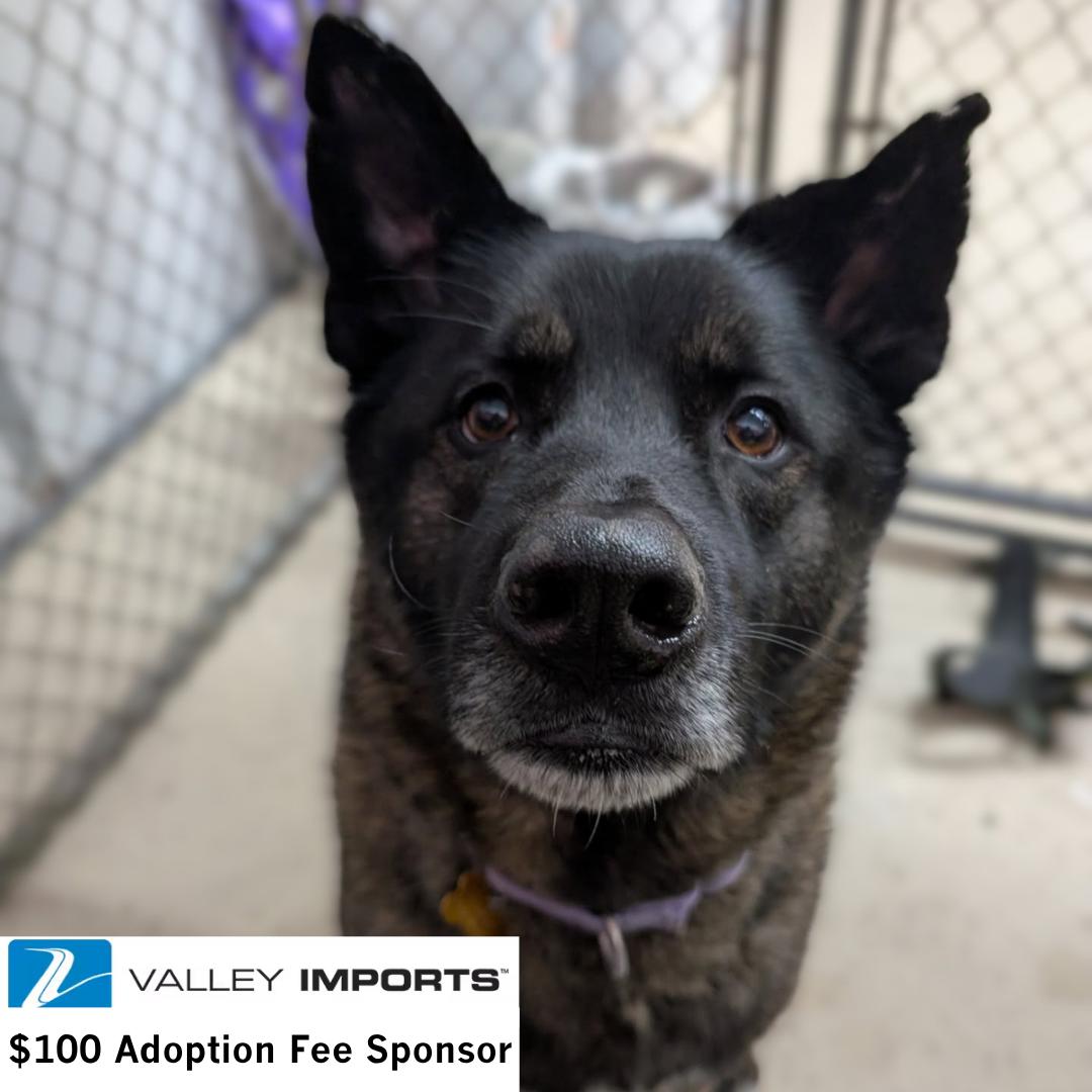 Guthrie, Adoptable, Senior Male Shepherd & Husky.